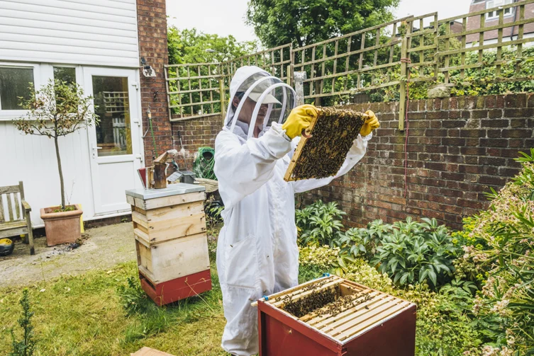 City of South St. Paul considers legalizing beekeeping