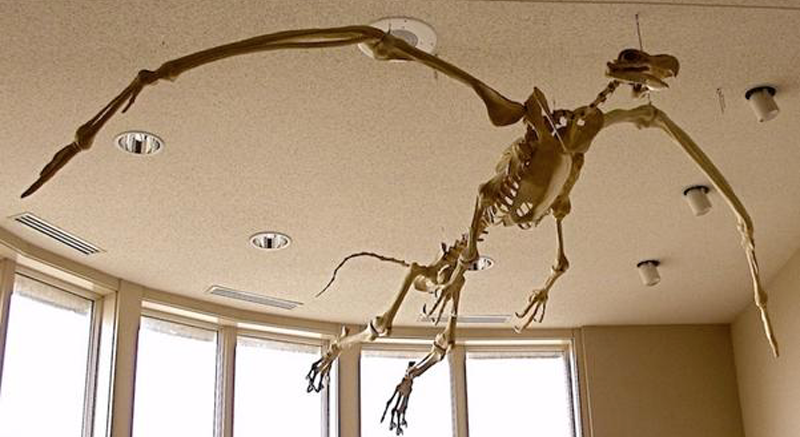 Playing with Bones: Artist blends fact and fiction with ‘ancient’ creations